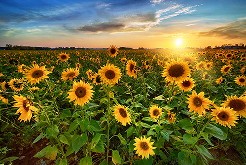 M-sunflowers.jpg