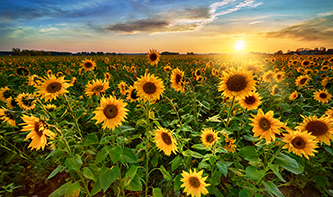 T-sunflowers.jpg