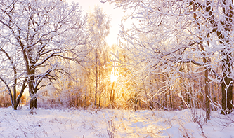T-winter-landscape.png